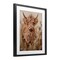 Stupell Industries Curly Haired Highland Cattle Framed Print Under Glass, design by Ashley Bradley